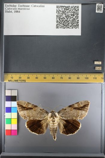 Media type: image;   Entomology 741303